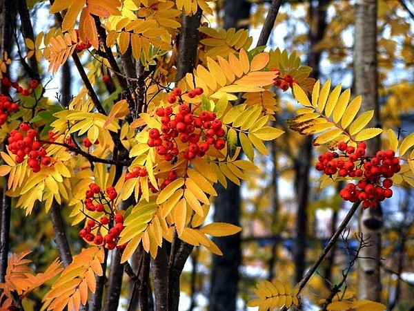 Сочинение по теме Снегири 